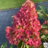 Hydrangea paniculata 'Fraise Melba' - Aedhortensia 'Fraise Melba' C2/2L Hydrangea paniculata 'Fraise Melba' - Aedhortensia 'Fraise Melba' C2/2L